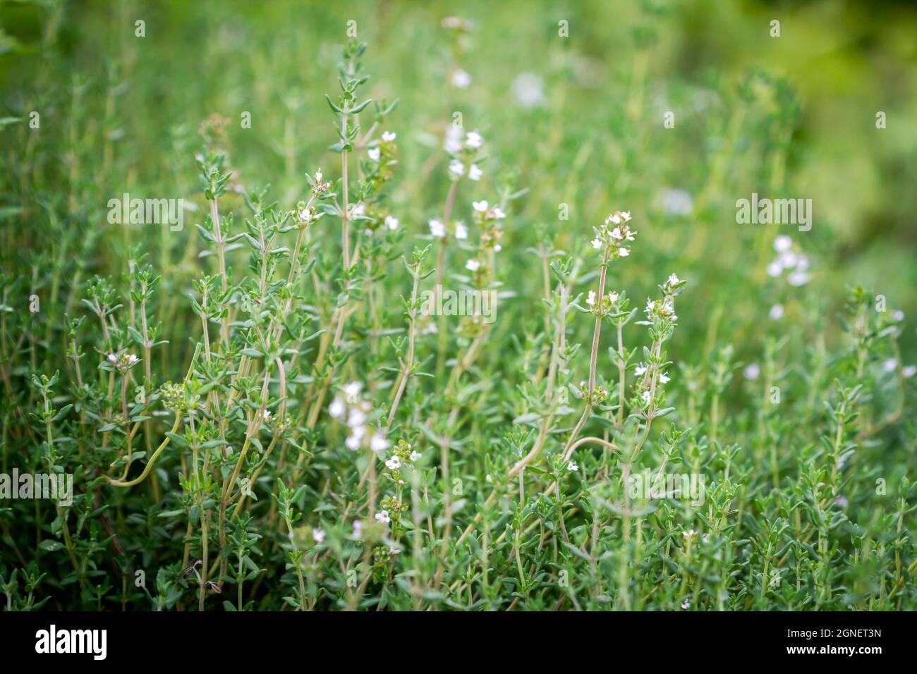 Fresh thyme herbs thymus vulgaris growing in garden Stock Photo Alamy