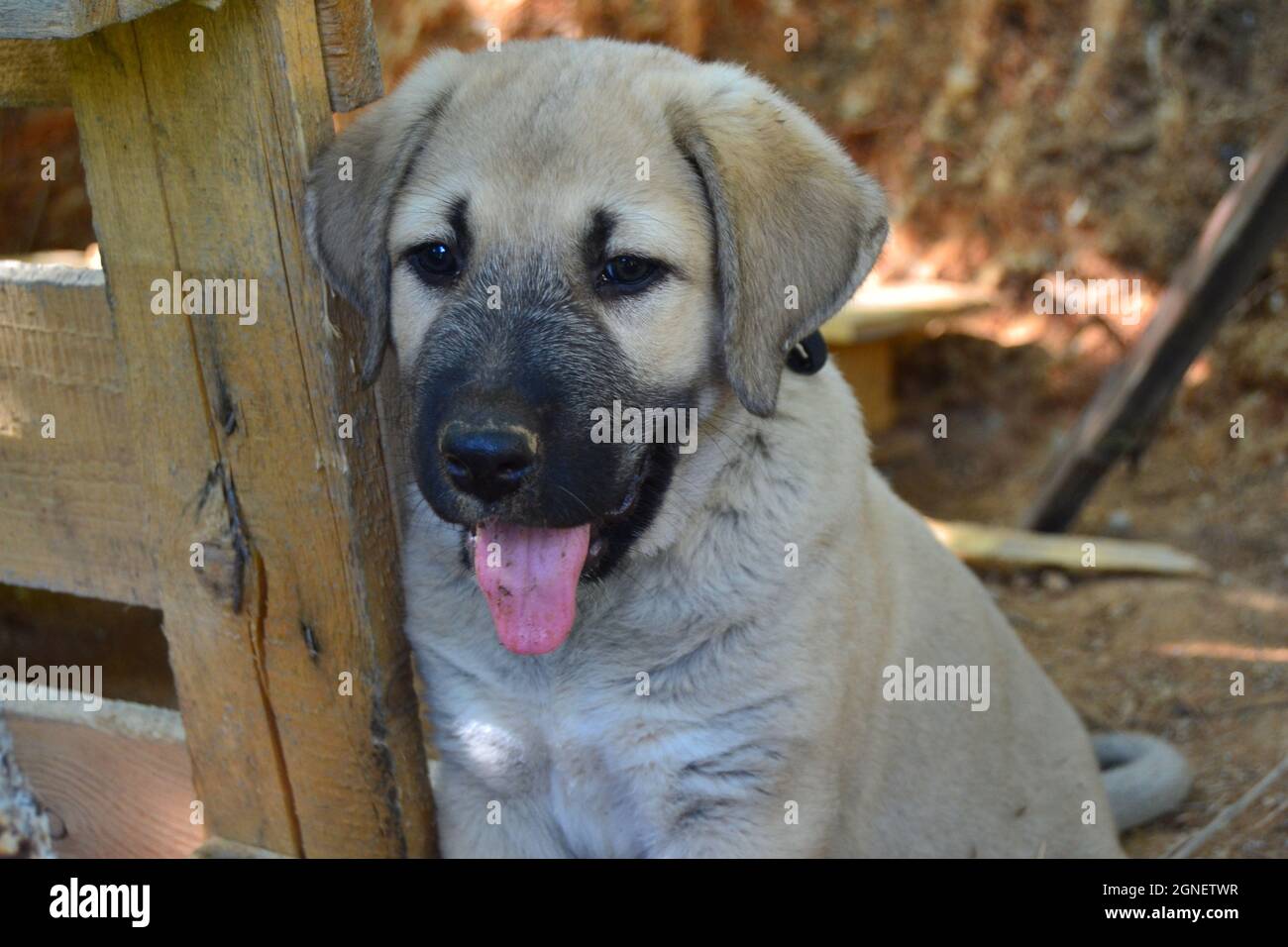 Anatolian Shepherd Dog Kangal Puppy Stock Photo