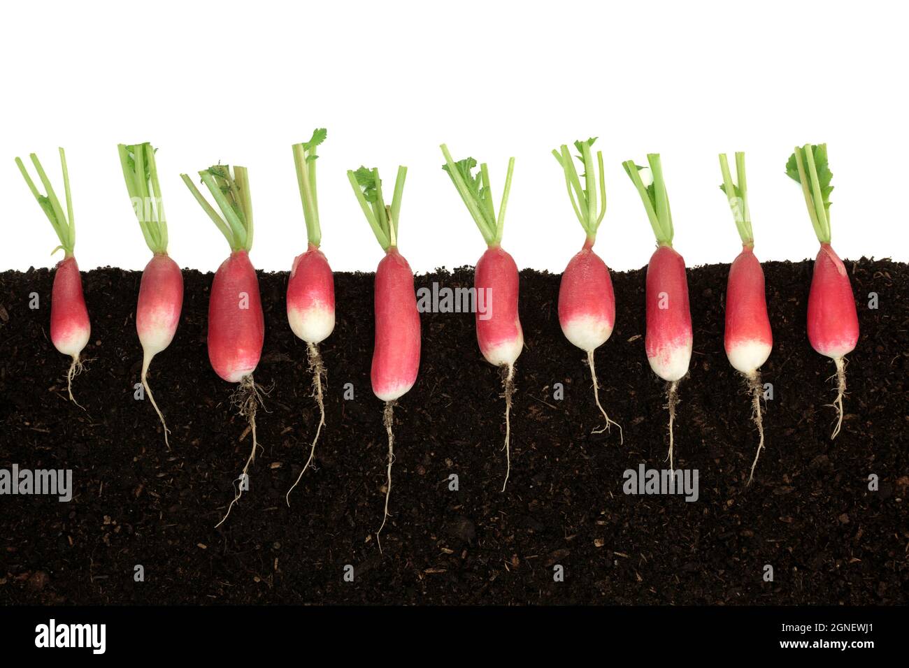 Radish vegetables with roots health food growing in earth concept on ...