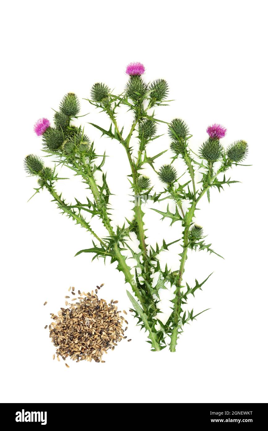 Gallbladder disorders hires stock photography and images Alamy