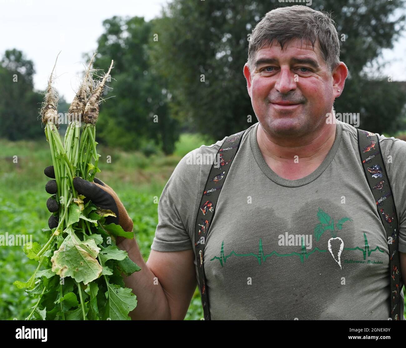 Teltow, Germany. 25th Sep, 2021. Farmer Uwe Schereke holds freshly harvested Teltow turnips in his field. After last year's Teltow Turnip Festival had to be cancelled due to Corona, the 22nd Turnip Festival will take place under the aspects of the currently valid Covid-19 regulations. In addition to the culinary presentation of the various turnip products, there is a colorful stage program. Credit: Bernd Settnik/dpa/dpa-Zentralbild/dpa/Alamy Live News Stock Photo