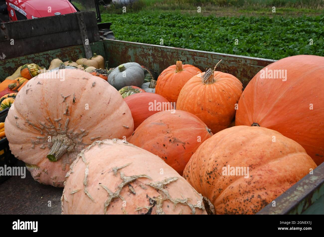 Teltow, Germany. 25th Sep, 2021. A trailer with pumpkins stands next to a field with Teltower turnips. After last year's Teltow Turnip Festival had to be cancelled due to Corona, the 22nd Turnip Festival will take place under the aspects of the currently valid Covid-19 regulations. In addition to the culinary presentation of the various turnip products, there is a colorful stage program. Credit: Bernd Settnik/dpa/dpa-Zentralbild/dpa/Alamy Live News Stock Photo