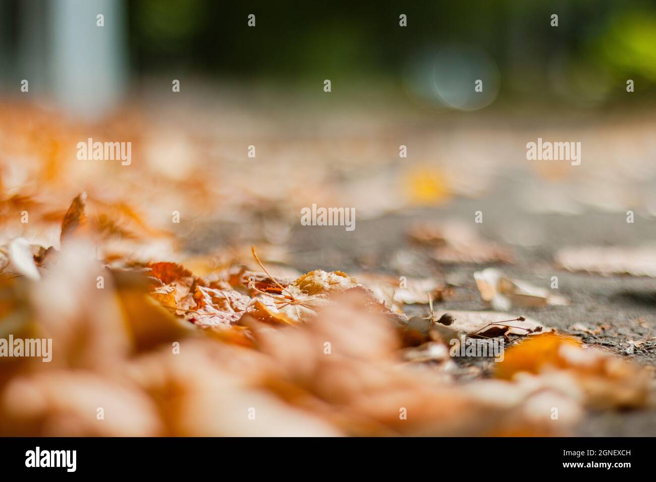 Fallen Autumn Colored Leaves Laying on the road Stock Photo