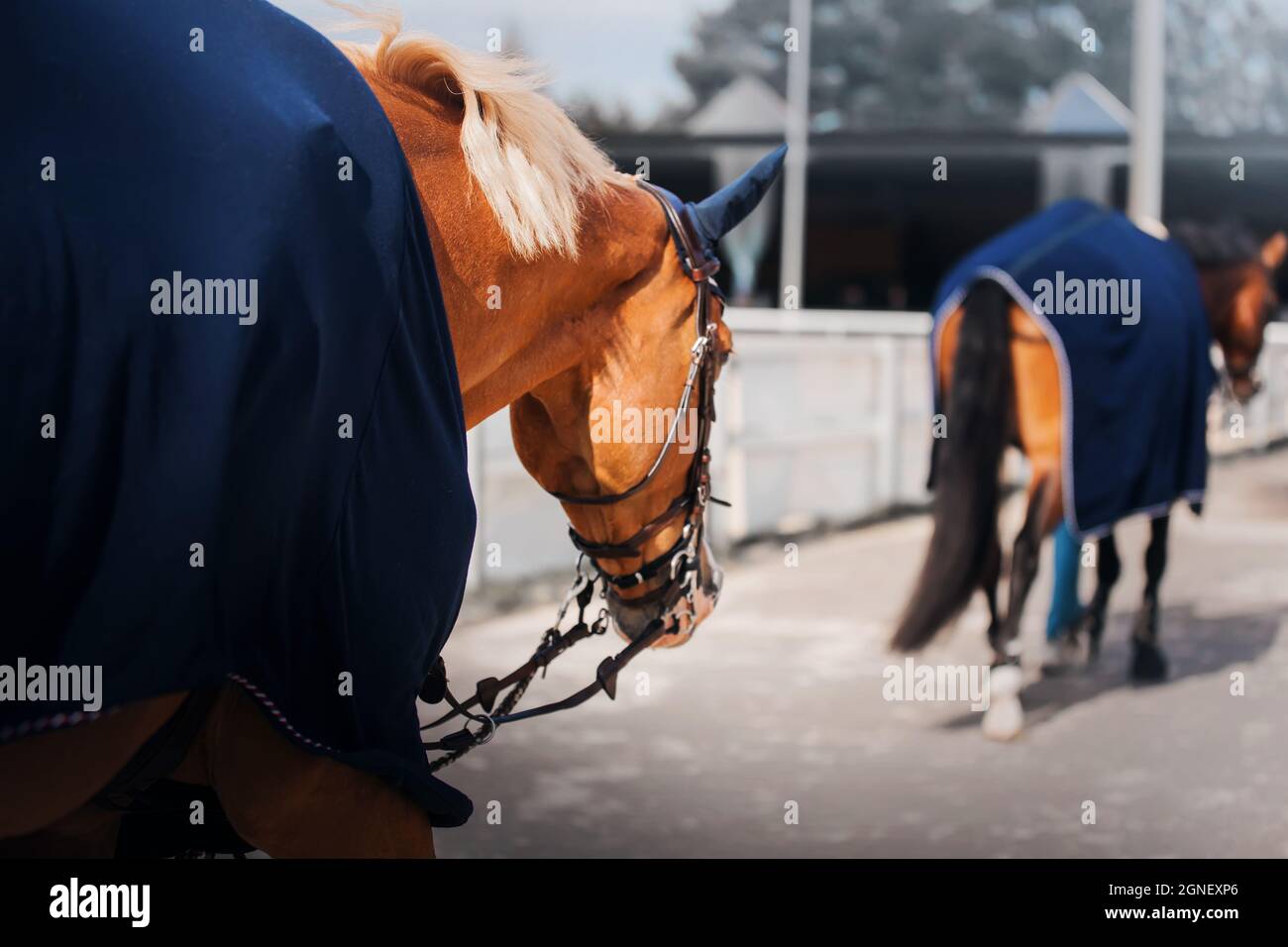 Two horses dressed in blue warm blankets are walking one after the