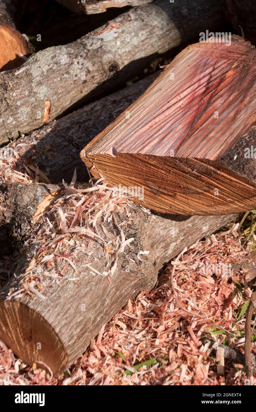Freshly sawn logs of avocado tree wood (persea Americana), with pink wood and shavings, during pruning in orchard in Queensland, Australia. Stock Photo