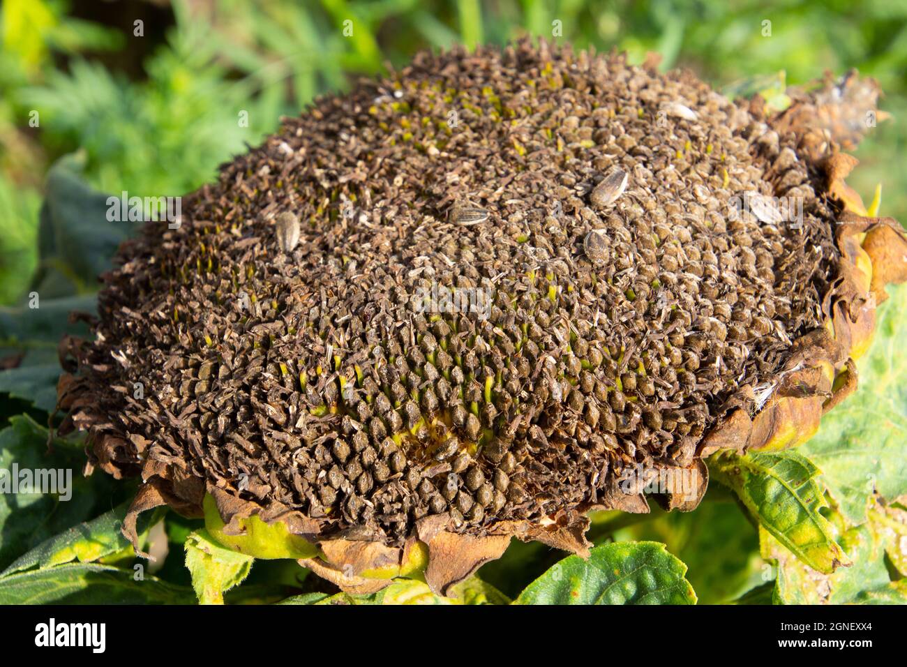 Close up of a dry disc of a sunflower with seeds Stock Photo