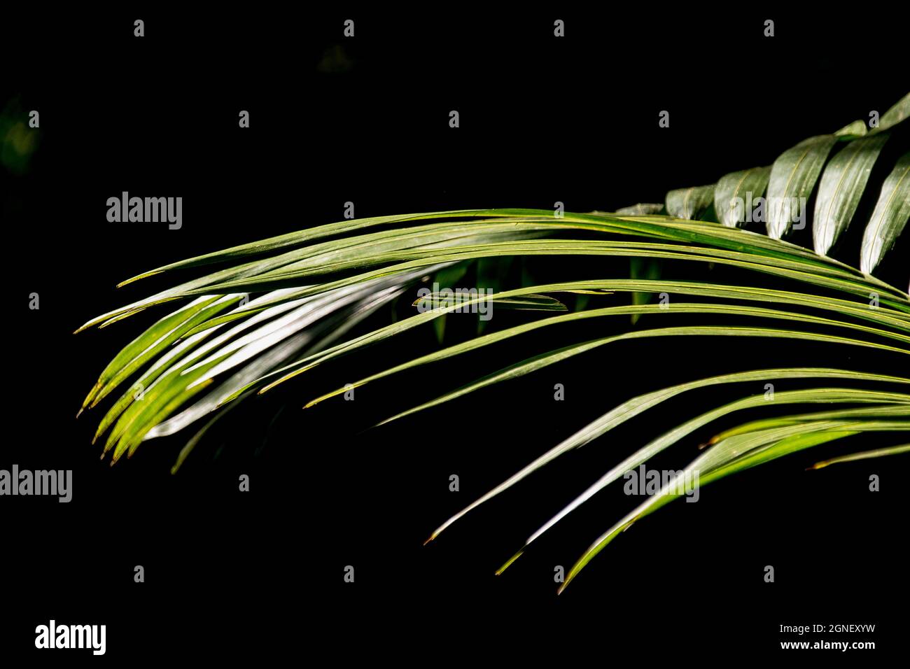 Frond of Bangalow palm tree (Archontophoenix cunninghamiana). Lowland subtropical rainforest on Tamborine Mountain, Queensland, Australia. Copy space Stock Photo