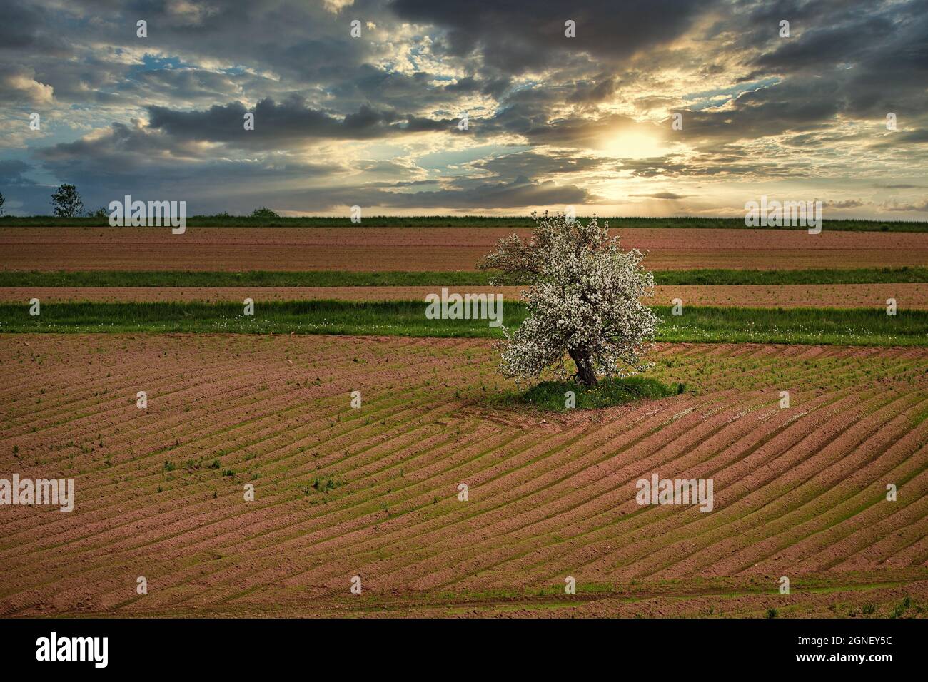 Old apple tree flowering in a field of potatoes in rural Prince Edward Island, Canada. Stock Photo