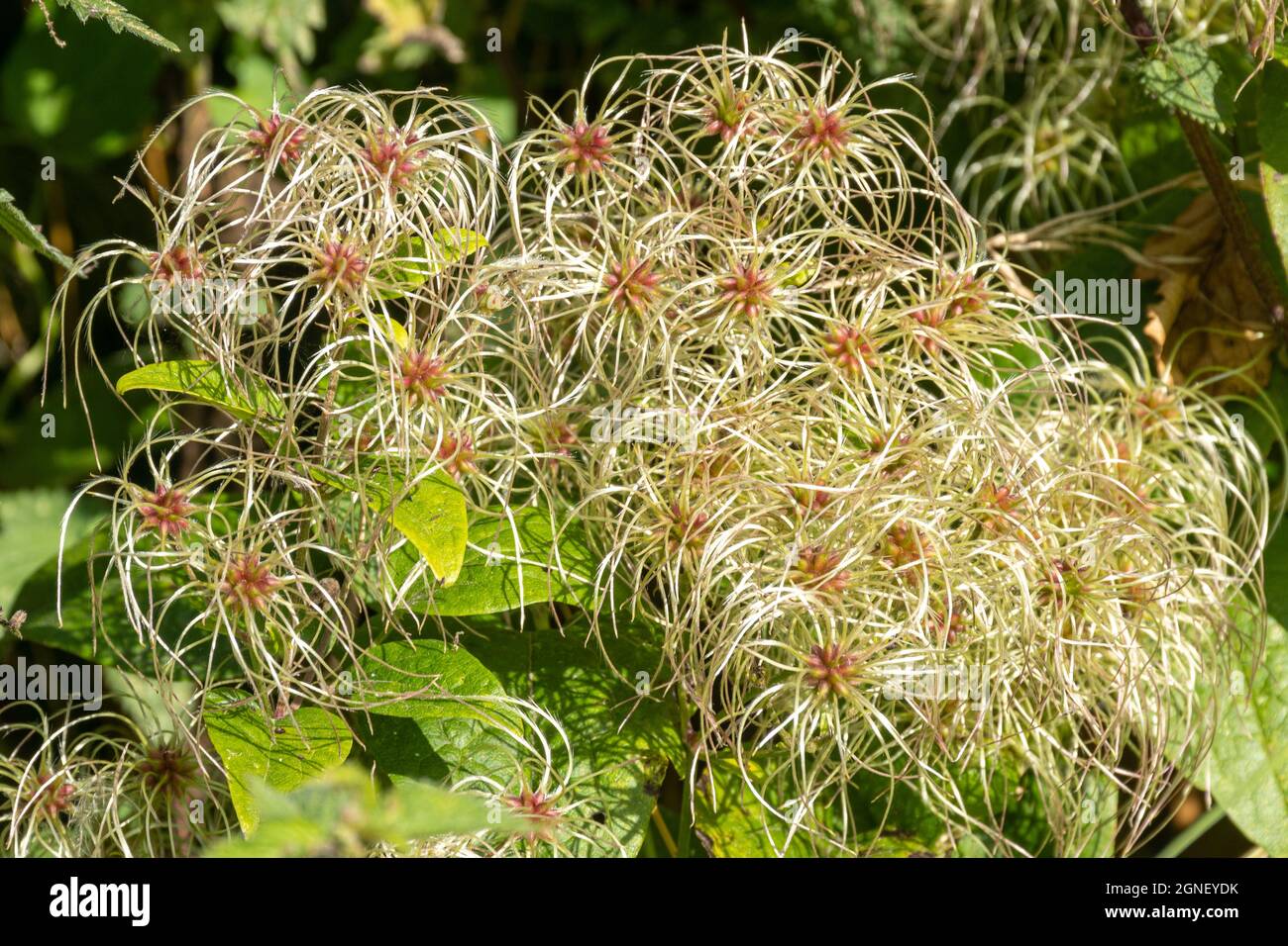 Wild clematis seed heads (Clematis vitalba) also called old man's beard or traveller's joy, a wild native plant during September or autumn, England UK Stock Photo