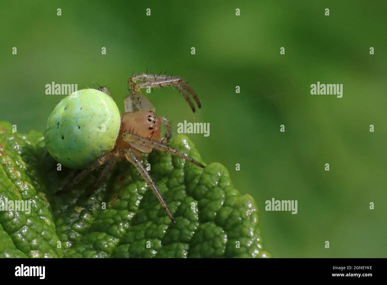 Cucumber Green Spider (Araniella cucurbitina) Stock Photo