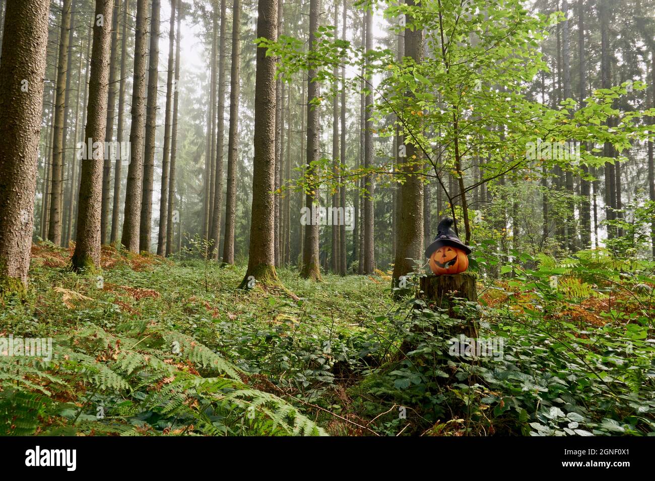 Photo of a halloween pumpkin in the forest with fog on a day Stock ...