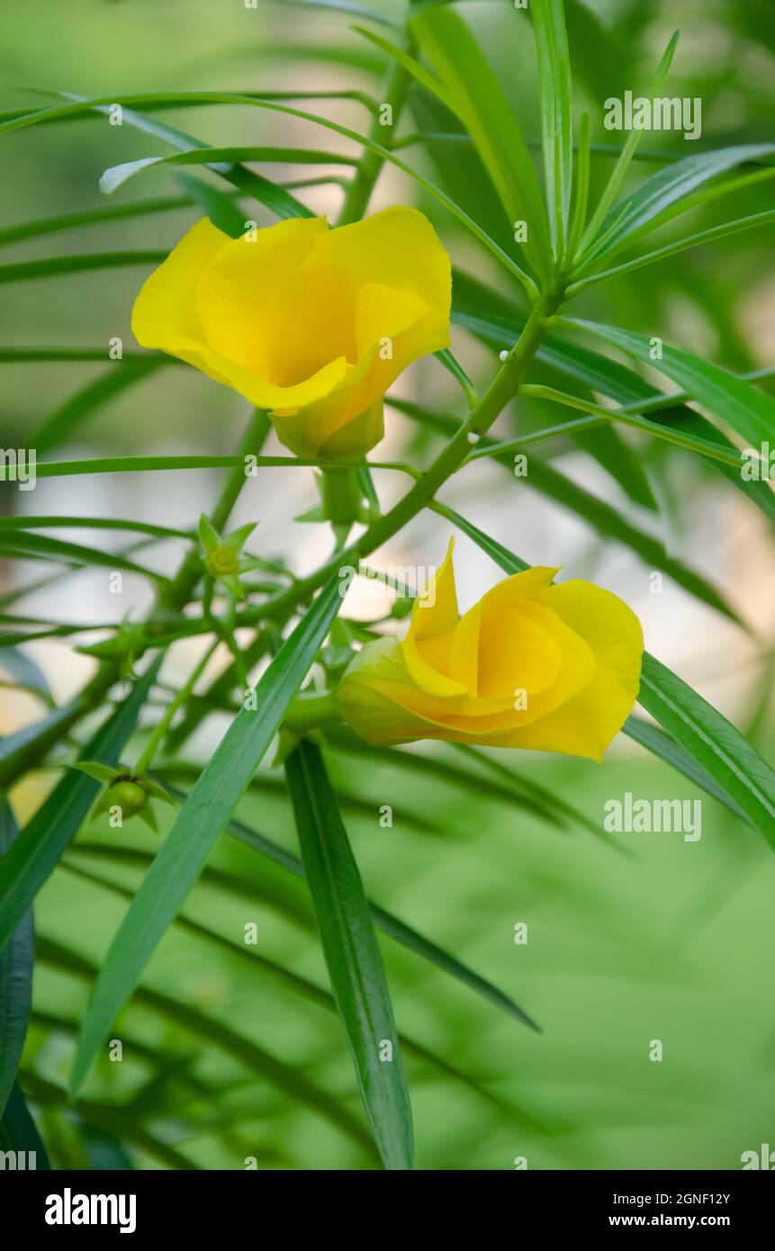 Thevetia tree hires stock photography and images Alamy