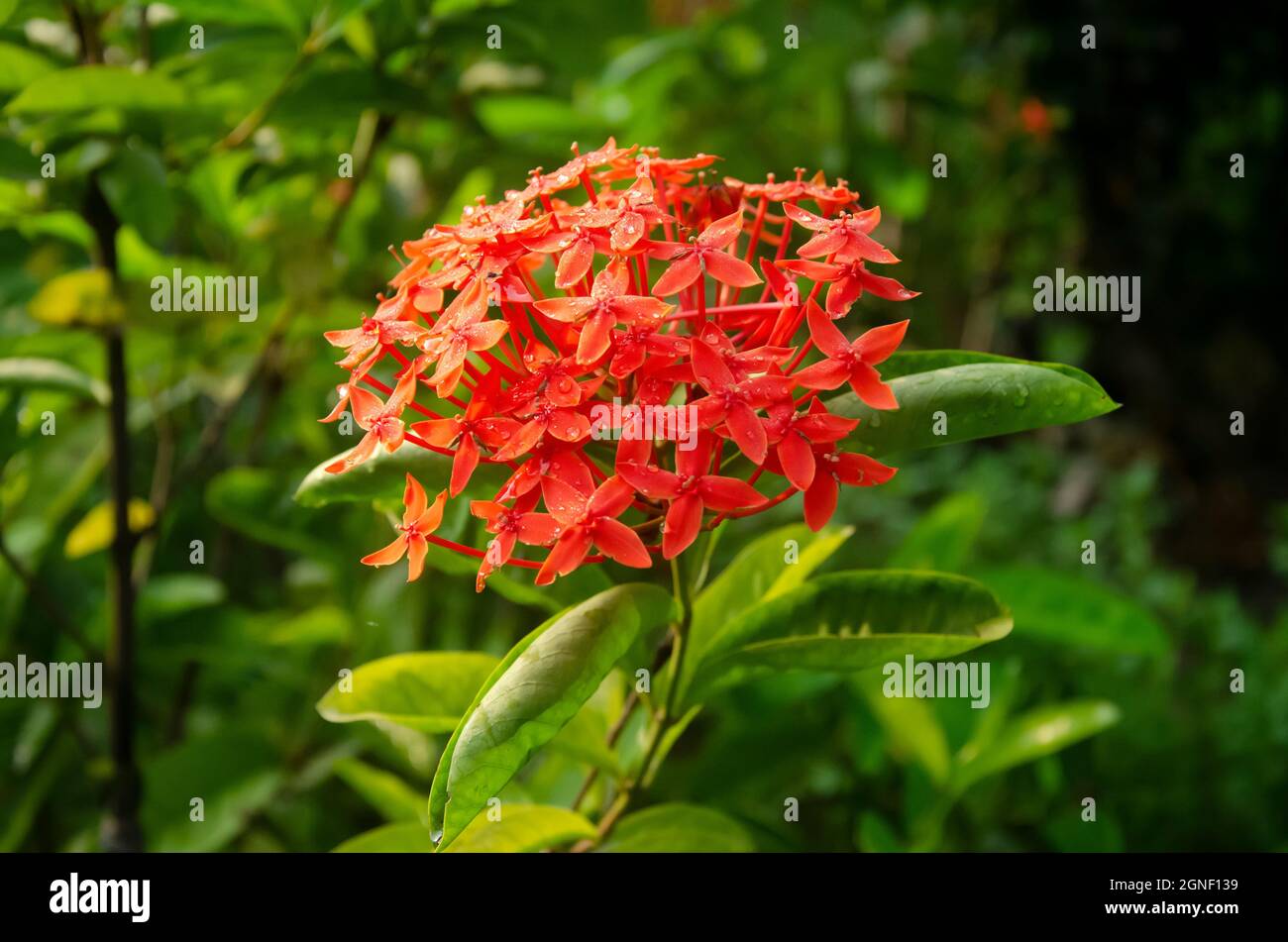 Red Chinese ixora with green leaves in the garden in landscape in blur background. Stock Photo