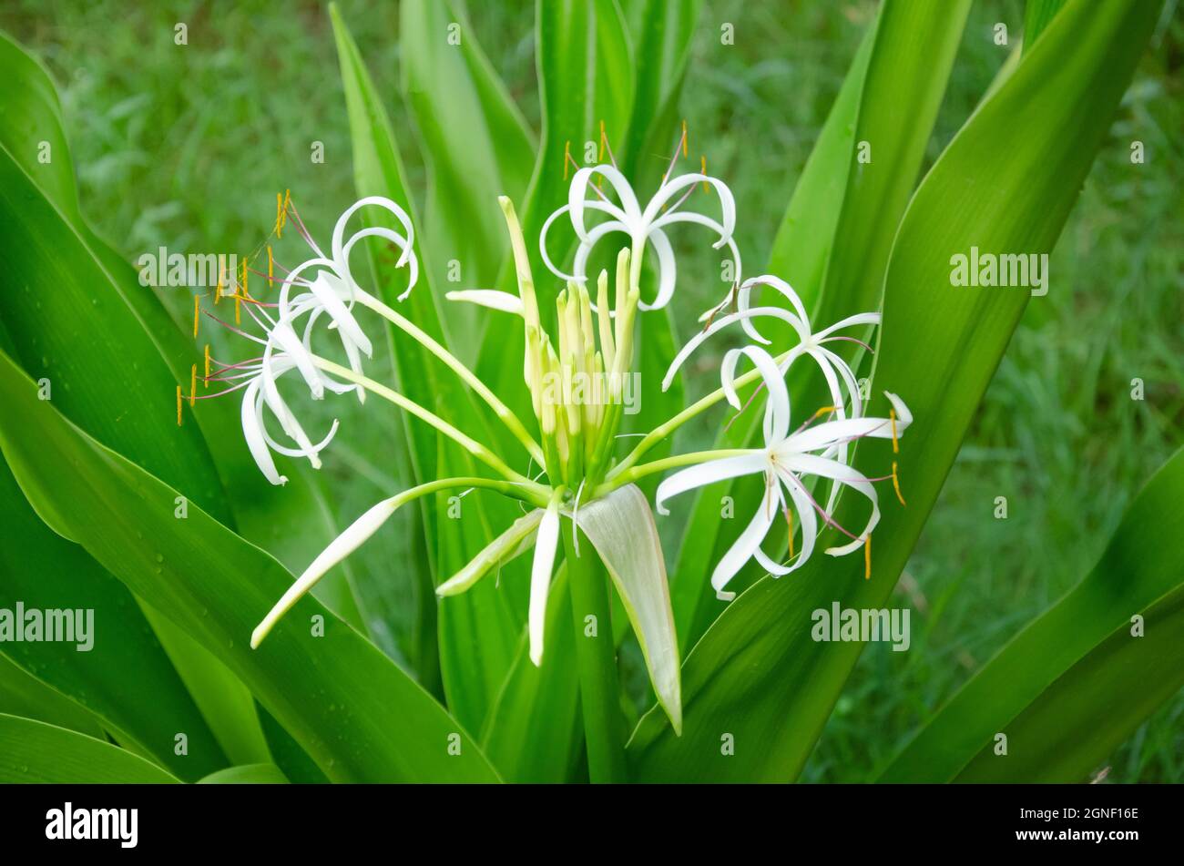 Selective Focus On Crinum Asiaticum Or Giant Lily Plant With Flower And Green Leaves Isolated With Blur Background In The Morning Sun Light In The Par Stock Photo