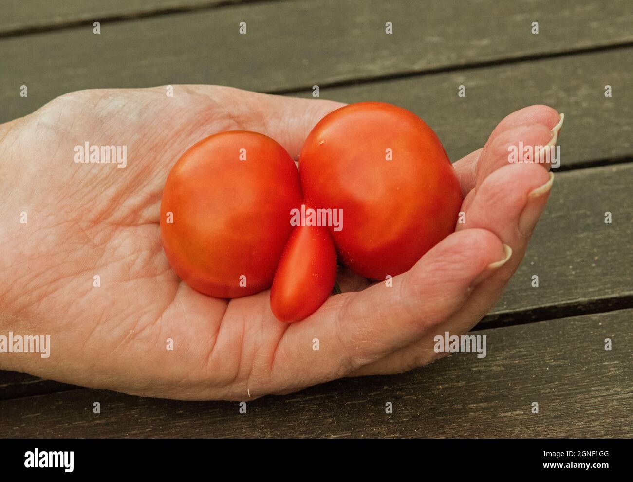 A 'Phallic' tomato ! Stock Photo