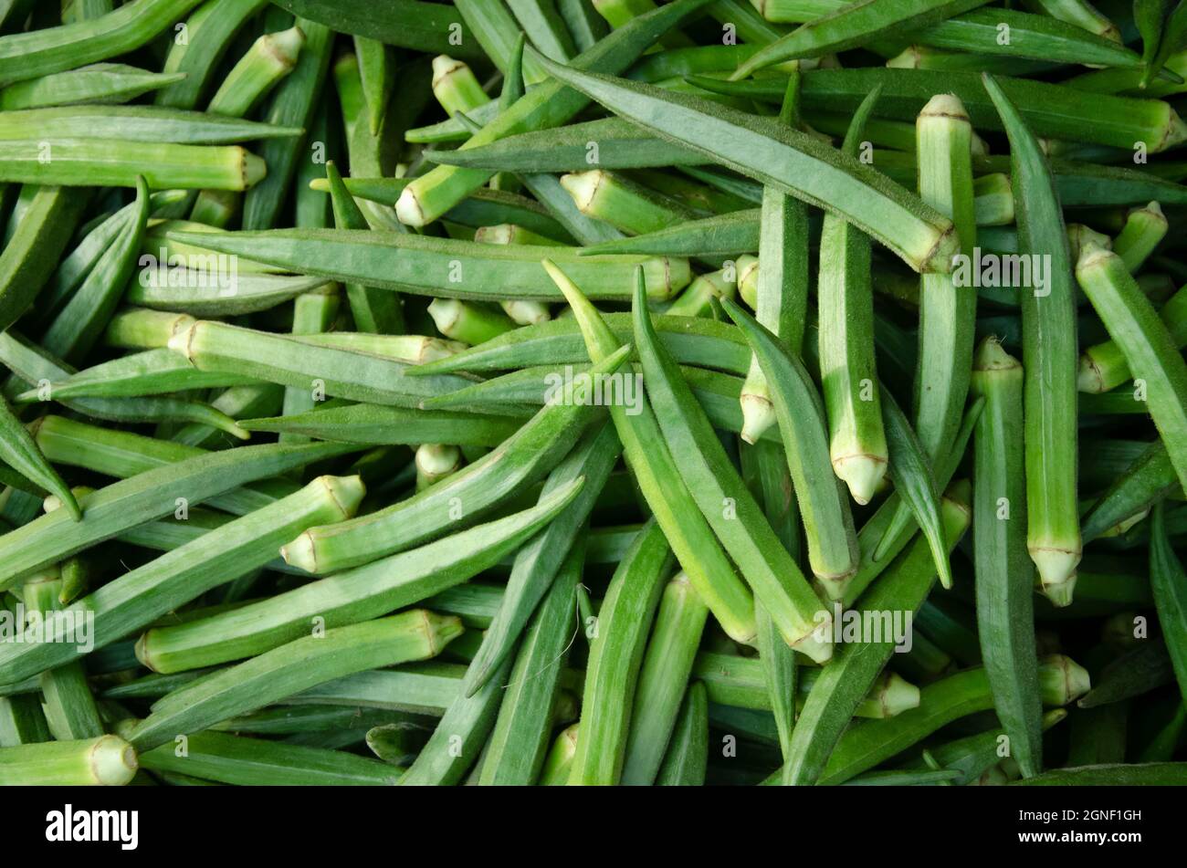 Green lady fingers in large quantity. Also uses for background or texture. Stock Photo