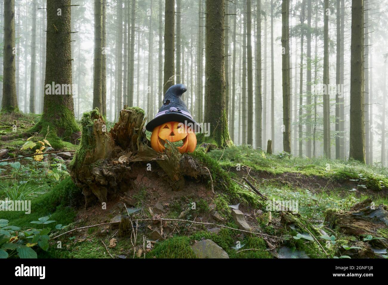 Photo of a halloween pumpkin in the forest with fog on a day Stock ...