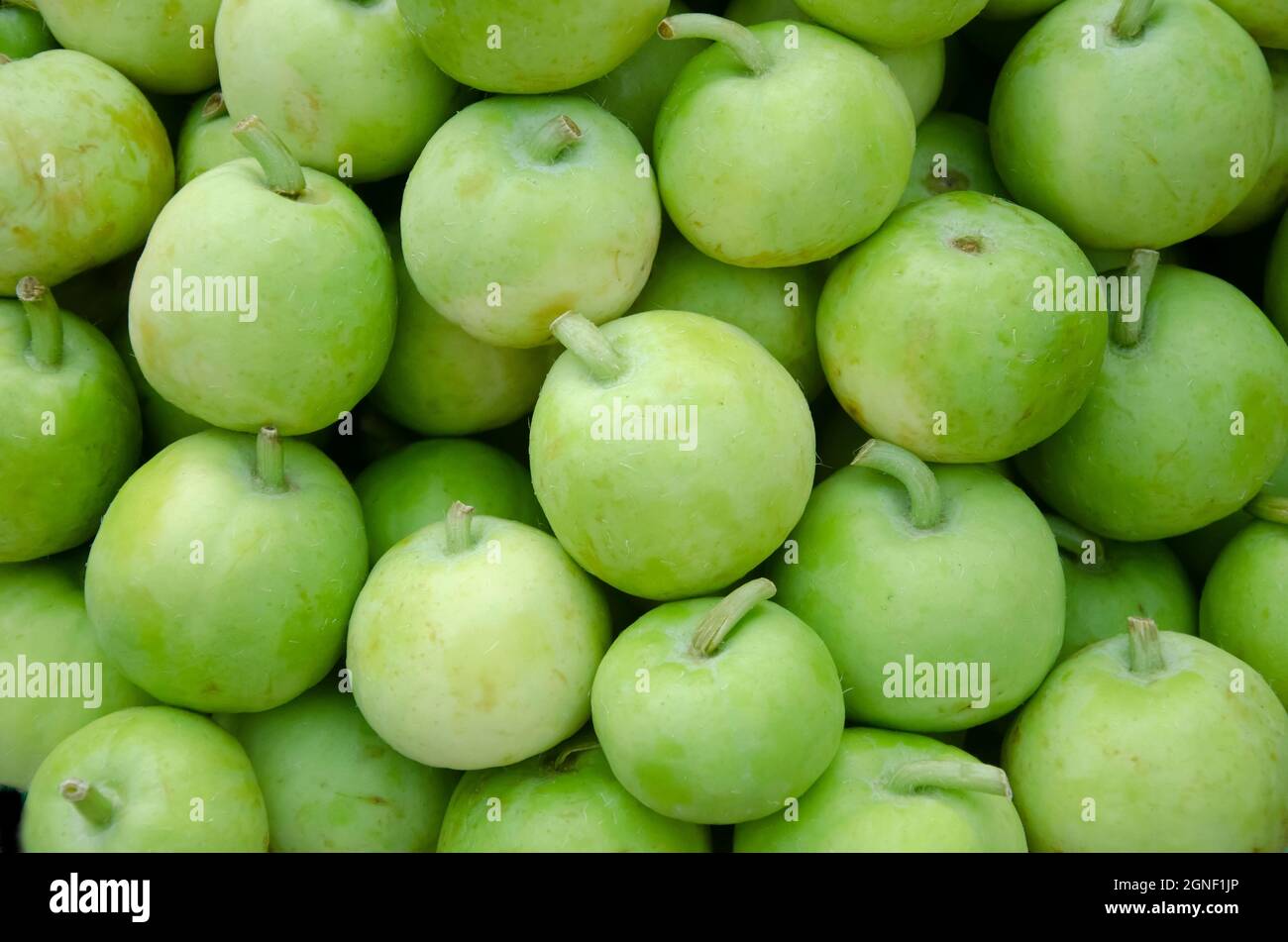 Green Indian squash vegetable in large quantity. Also uses for