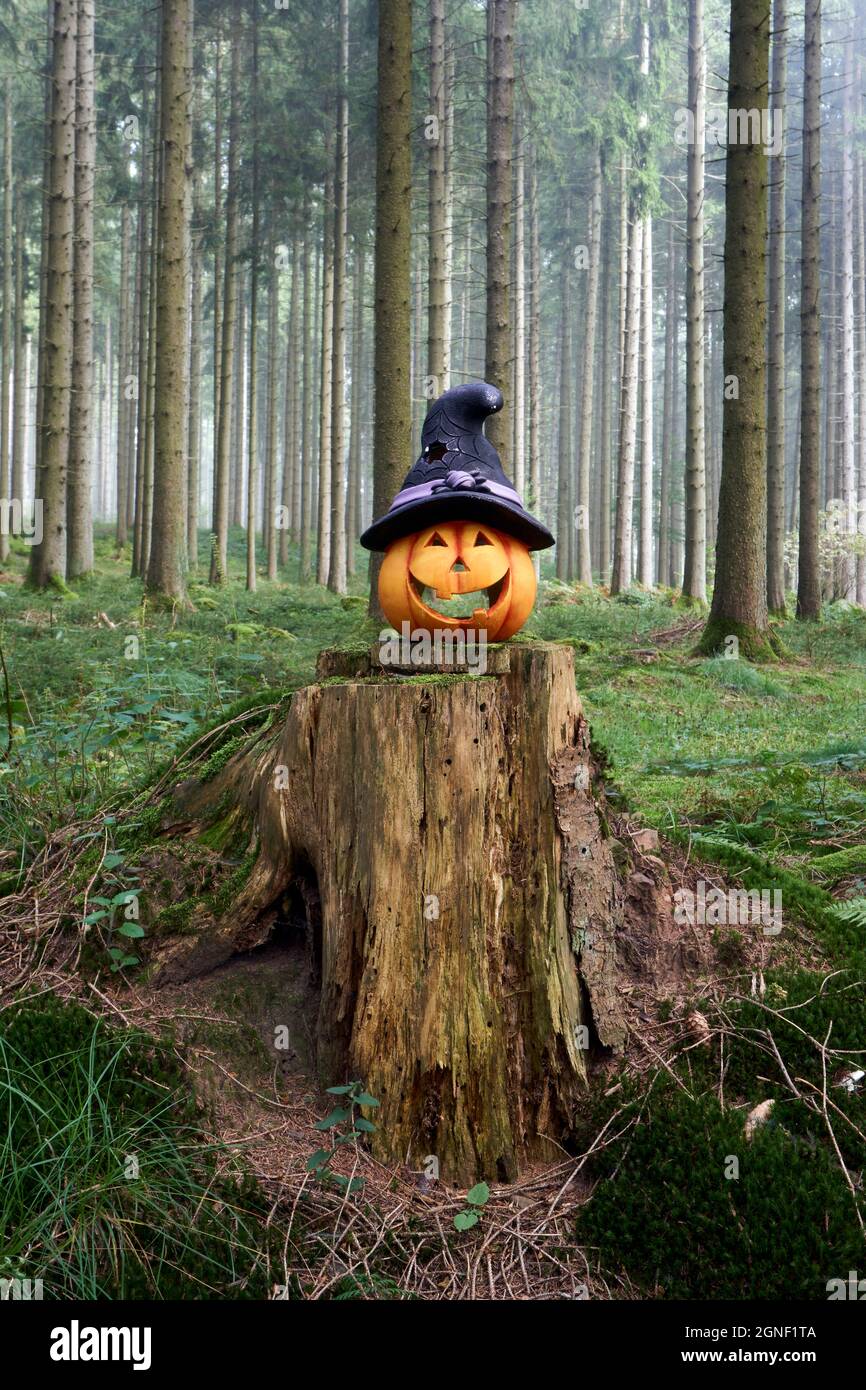 Photo of a halloween pumpkin in the forest with fog on a day Stock ...