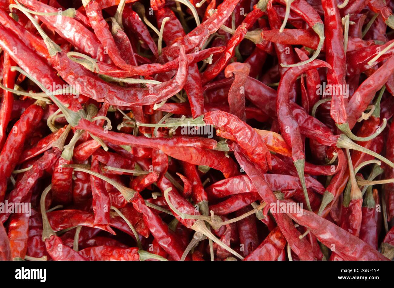 Dry red chilly spicy. Use for increase the taste of food. Stock Photo