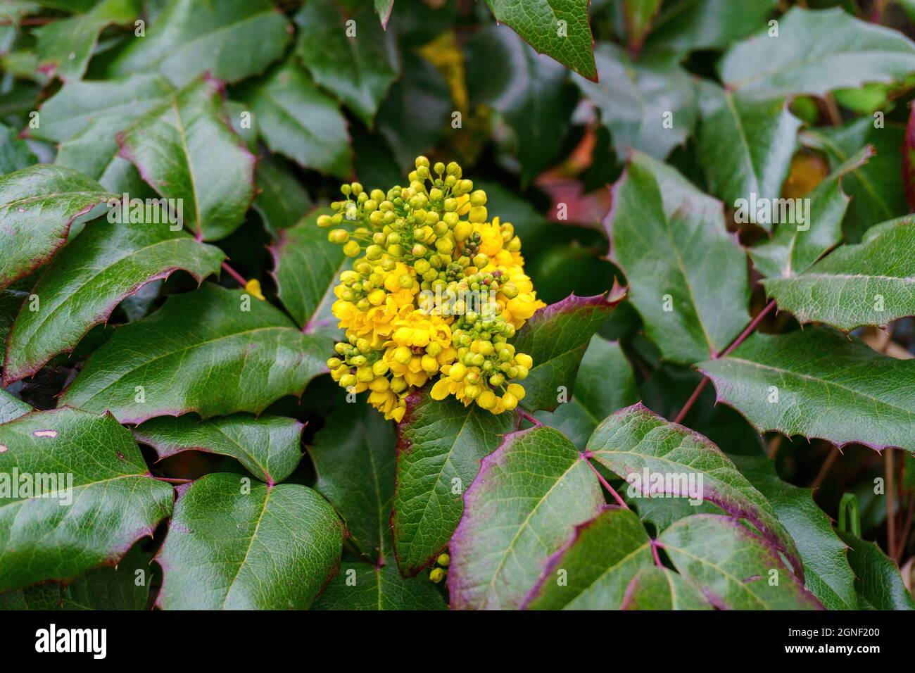 Flower and leaves of Mahonia aquifolium. Bush Stock Photo Alamy