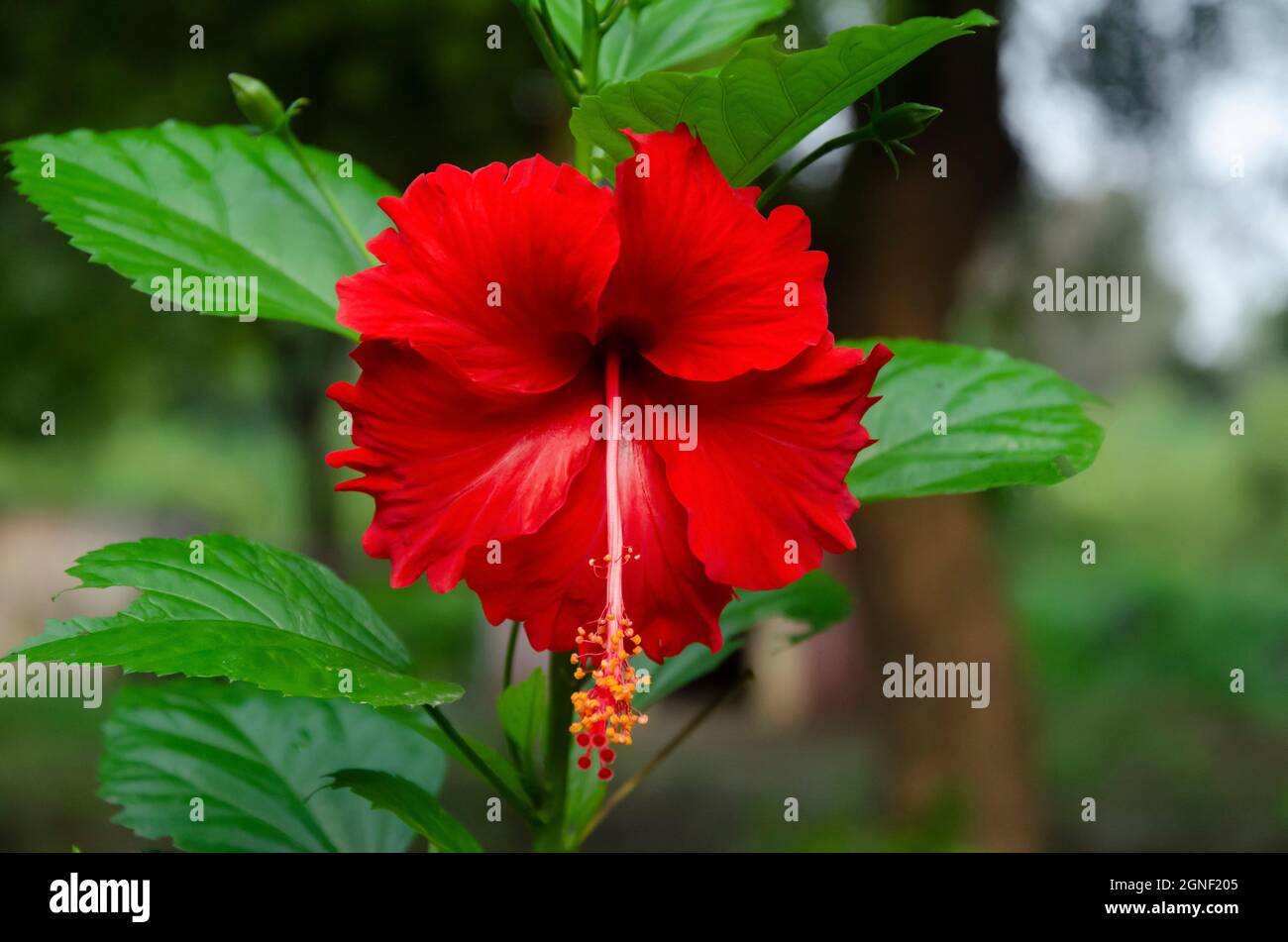 Red hibiscus flower with green leaves in the garden in landscape Stock ...