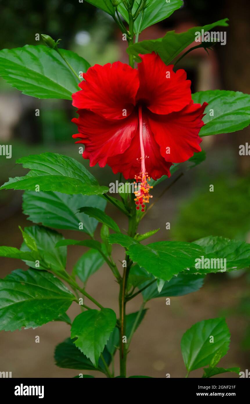 Red hibiscus flower with green leaves in the garden in vertical Stock ...