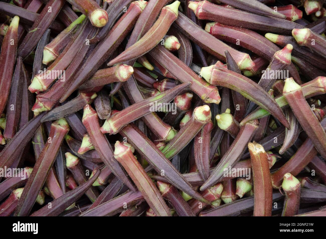 Fresh Red ladyfingers vegetable. Uses for background and texture Stock