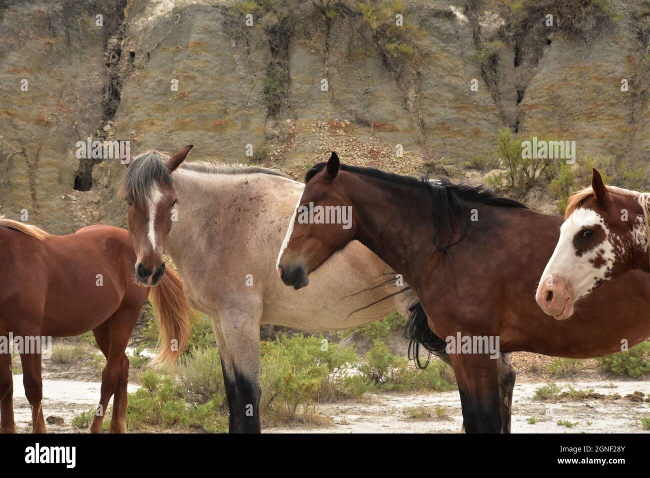 Band of wild horses standing together in a North Dakota Canyon Stock