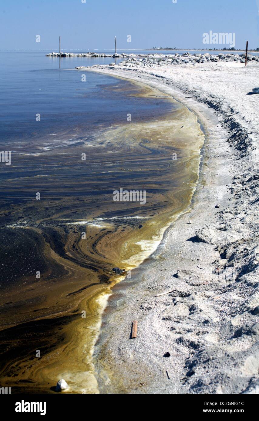 The rise and fall of the Salton Sea a unique ecosystem in southern
