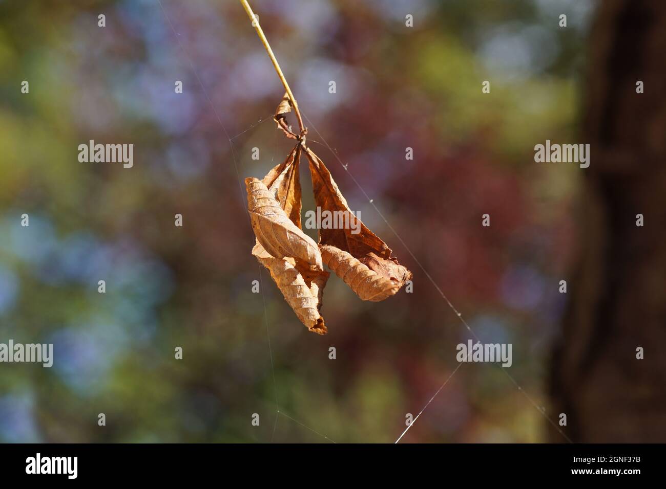 Withered chestnut leaf hanging in a spider web in the sun in a Dutch garden. September, Netherlands. Faded background. Stock Photo