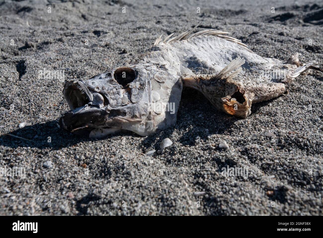 The rise and fall of the Salton Sea a unique ecosystem in southern