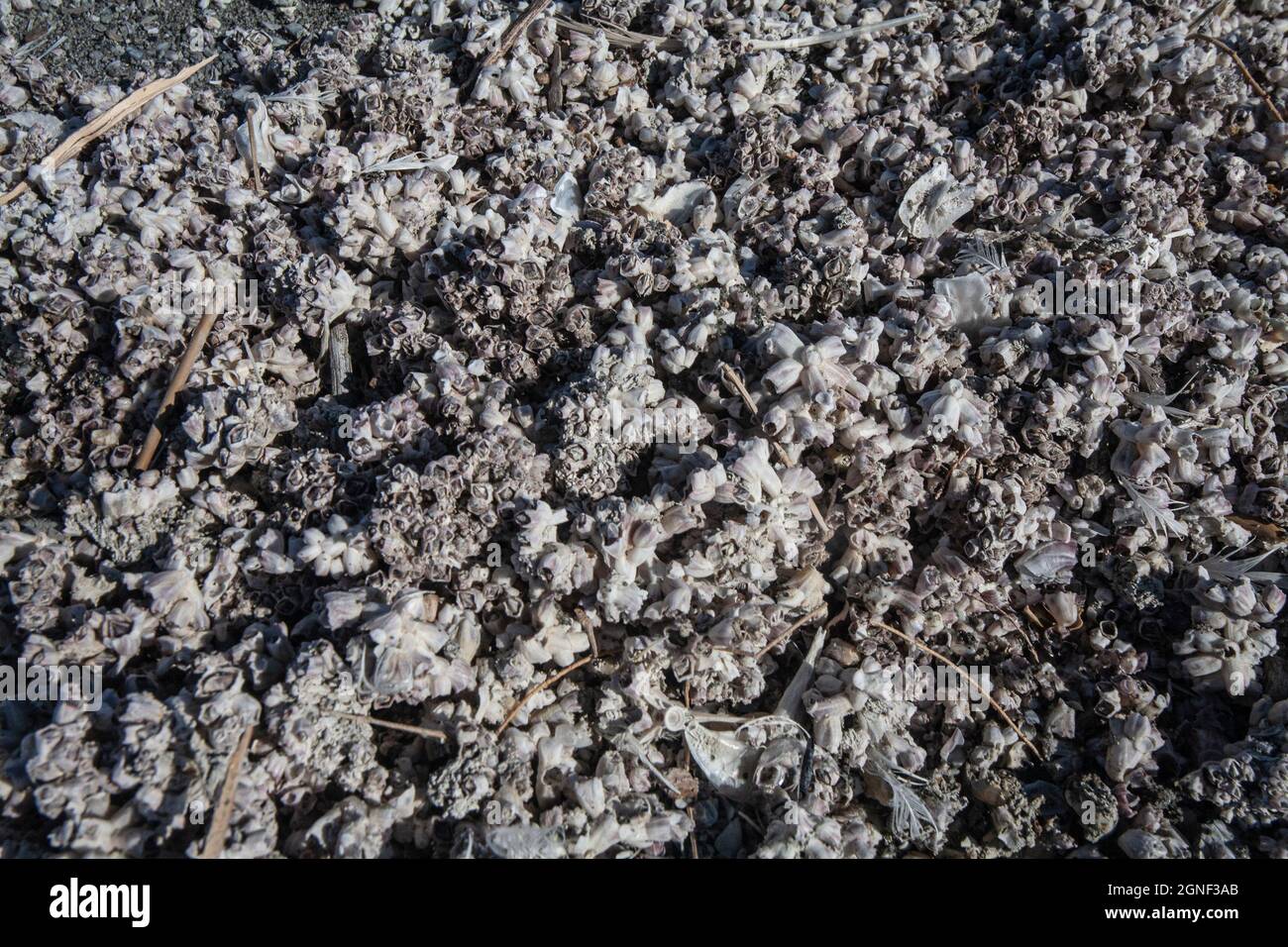 The rise and fall of the Salton Sea a unique ecosystem in southern