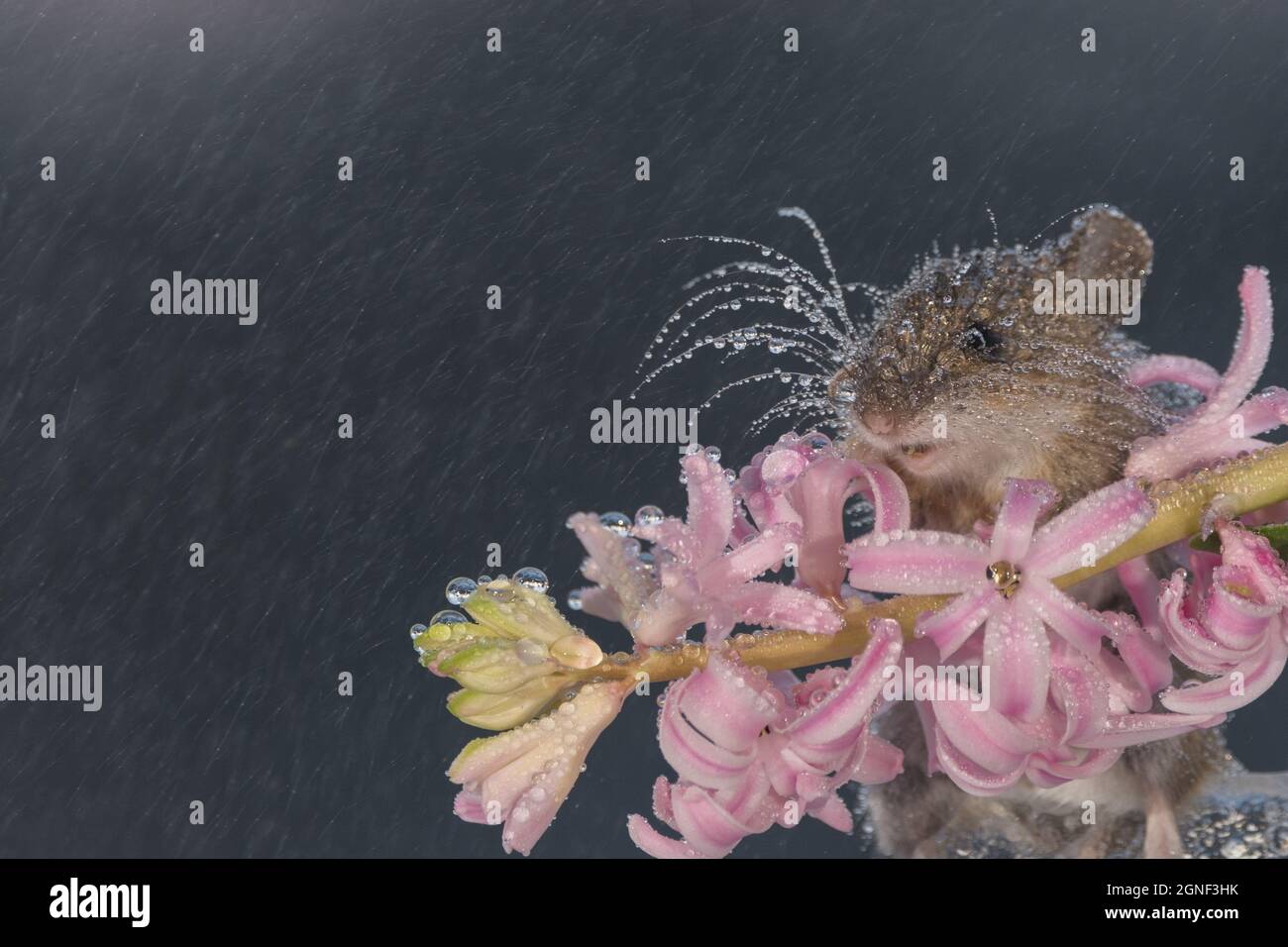 мышь под зонтом. мышка под дождем. мышка под дождем. сказочные грибы фэнтези. мышь арт.