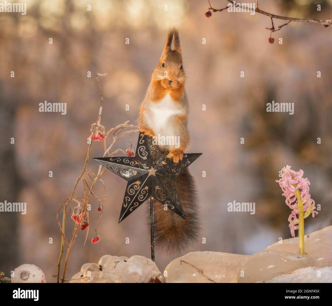 red squirrel standing on  a star with branches and berries surrounded Stock Photo