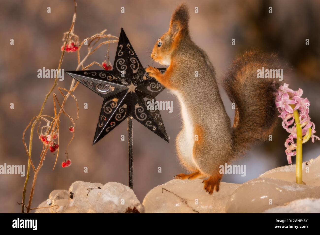 red squirrel standing on ice and touching a star with berries Stock Photo