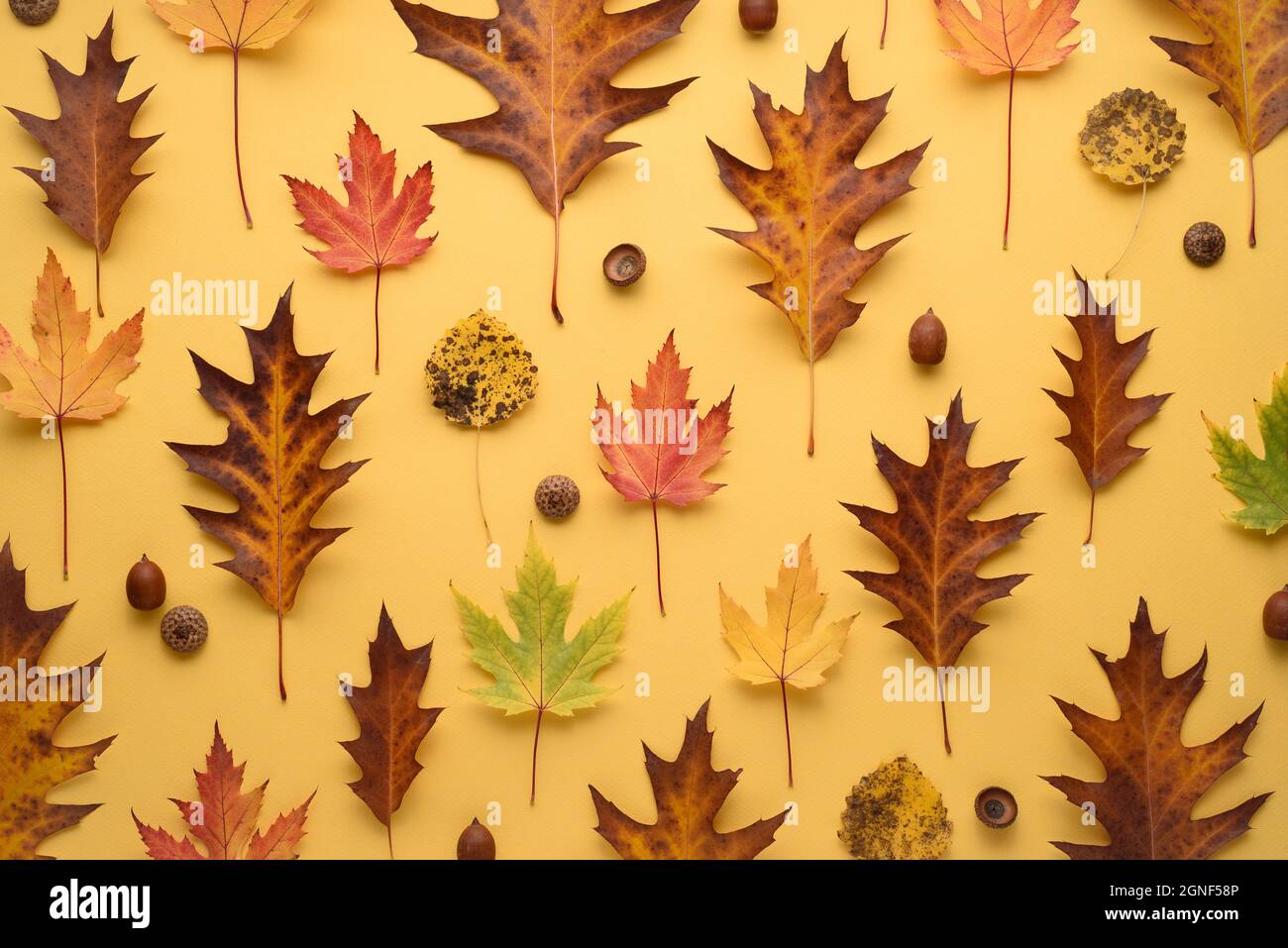 Autumn pattern of fallen leaves and acorns on a yellow background. Herbarium composition Stock Photo