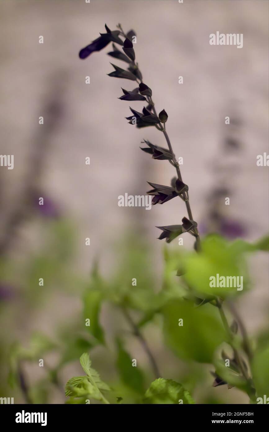 the lonely plant Stock Photo Alamy