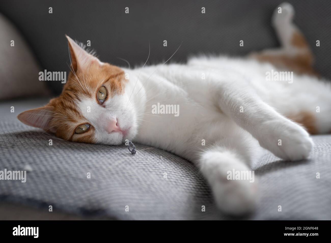 brown and white cat with yellow eyes lying on a gray sofa Stock Photo ...