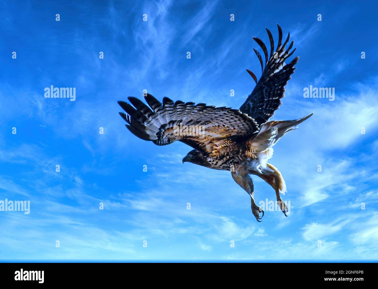 Hawk In Flight Images Red tailed hawk fly hi-res stock photography and images - Alamy