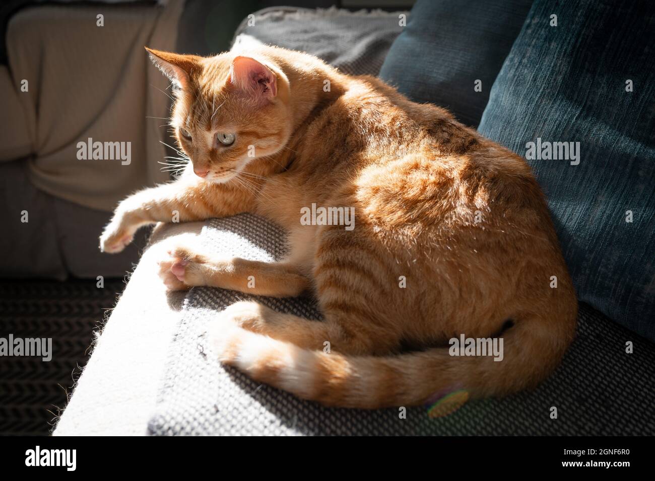 brown tabby cat with green eyes lying on a sofa under the light of the ...