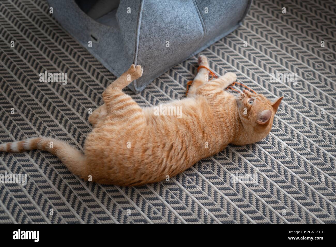 brown tabby cat with green eyes lying on a carpet plays with a strand ...