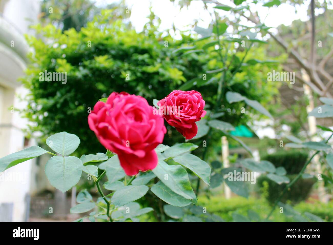 Closeup shot of beautiful pink rose flowers growing in the garden Stock ...