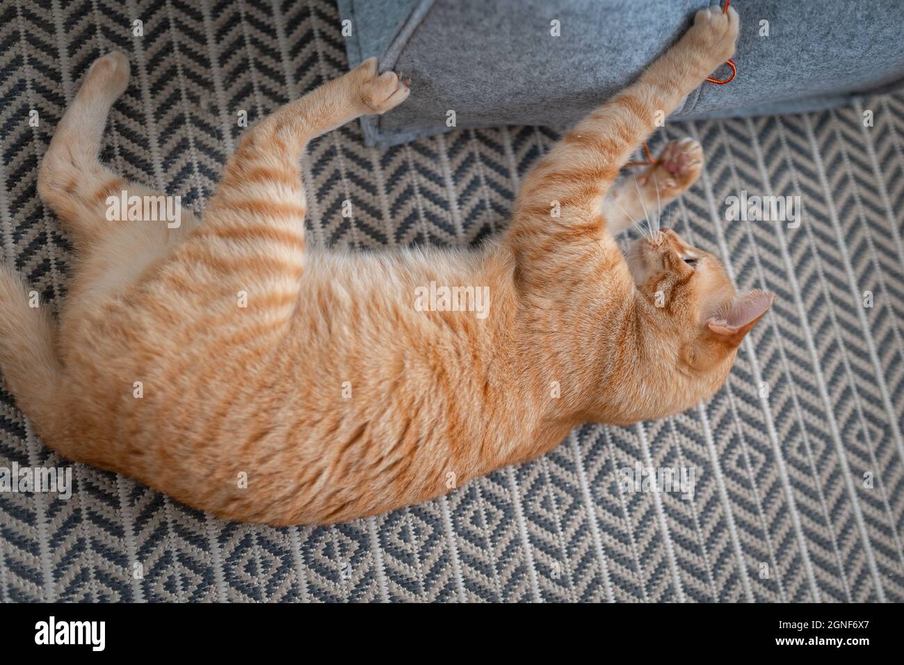 brown tabby cat with green eyes lying on a carpet plays with a strand ...