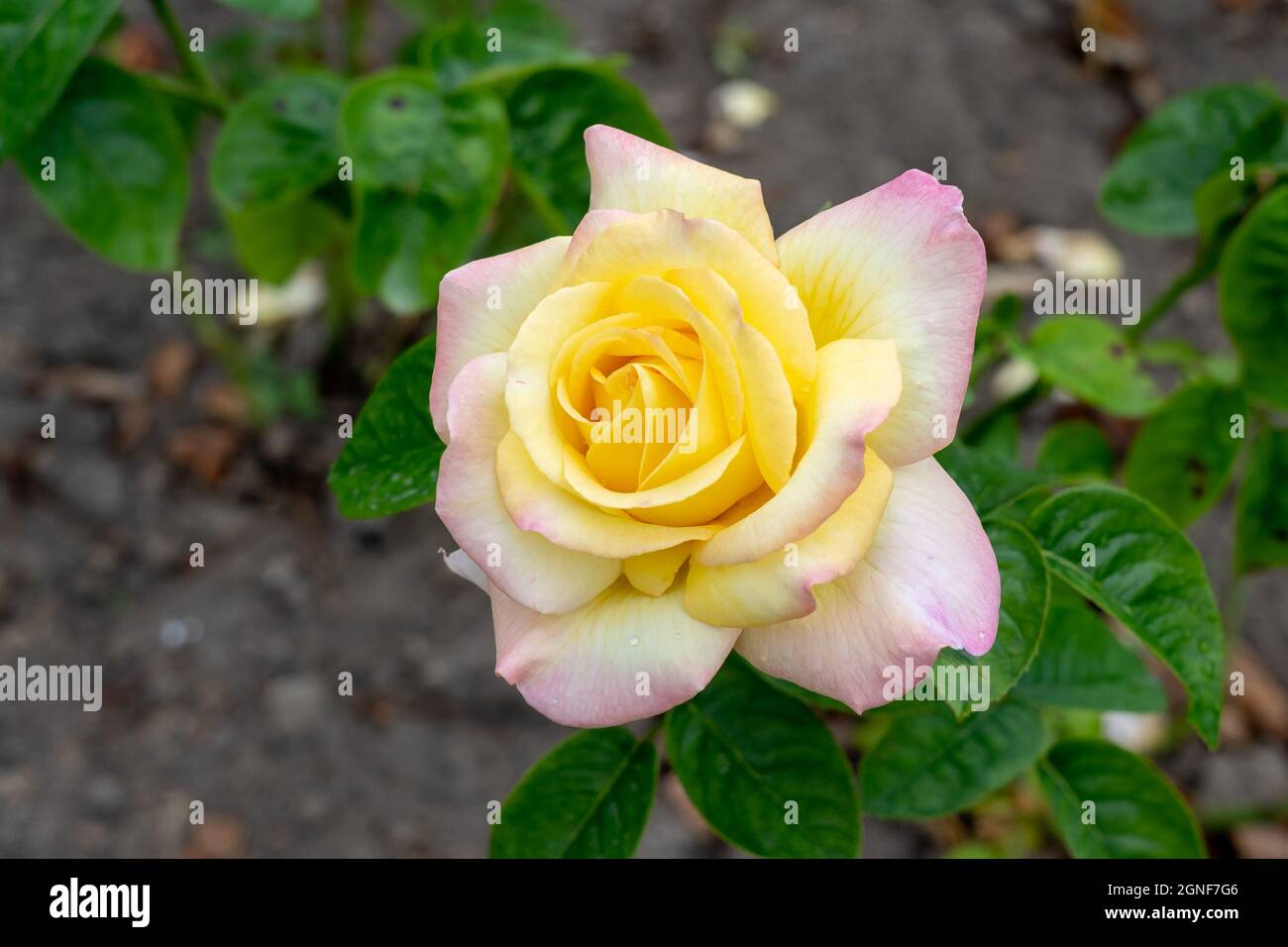 Close up of Peace rose flower in the garden. Canada Stock Photo