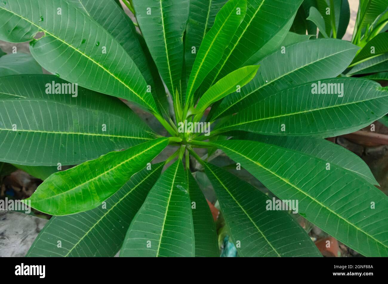 Selective focus on FRANGIPANI LEAVES isolated with blur background in the park in morning sunshine. Stock Photo