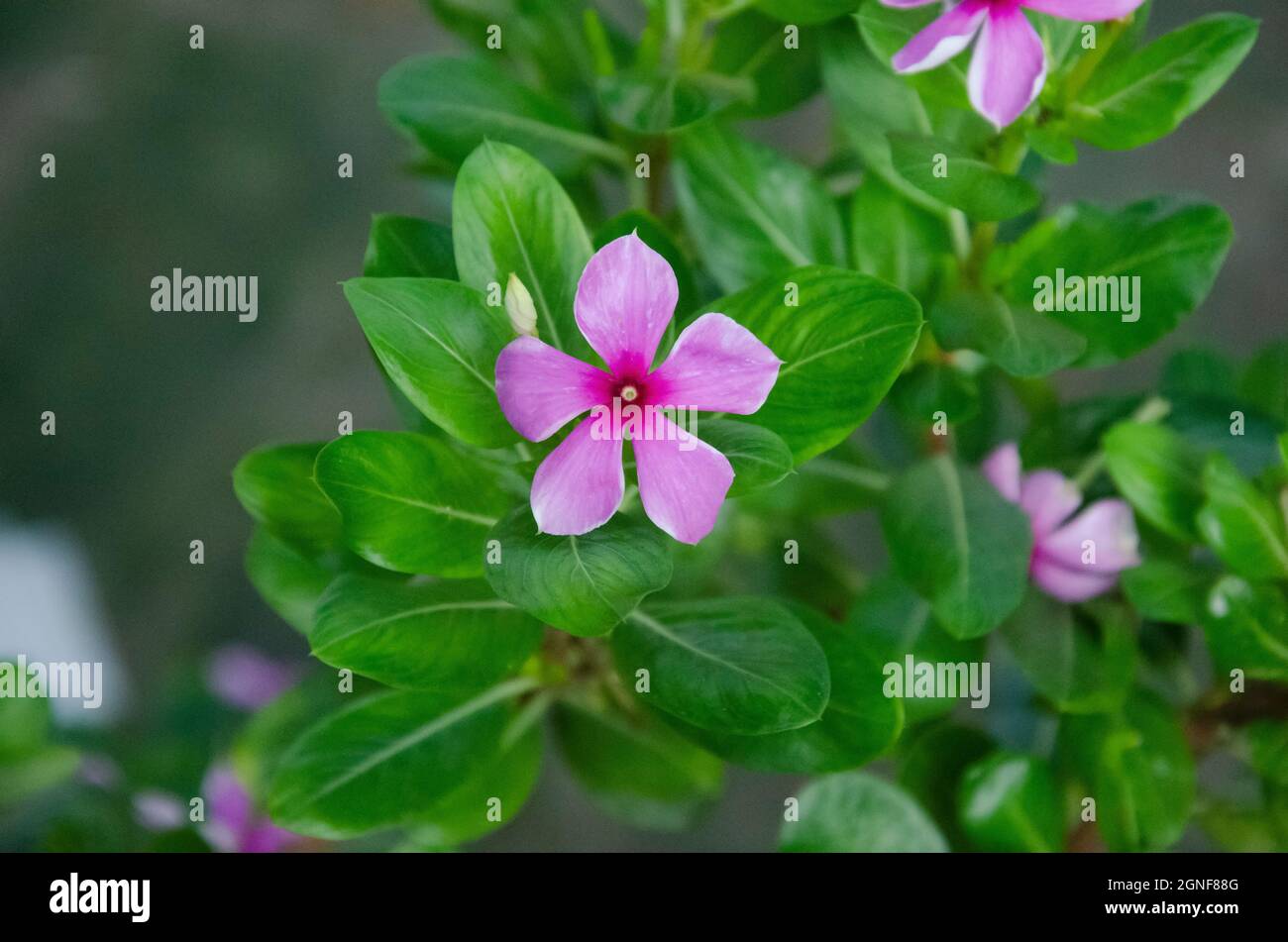 Selective focus on MADAGASCAR PERIWINKLE flower and green leaves isolated with blur background in the park in morning sunshine. Pink flower. Stock Photo