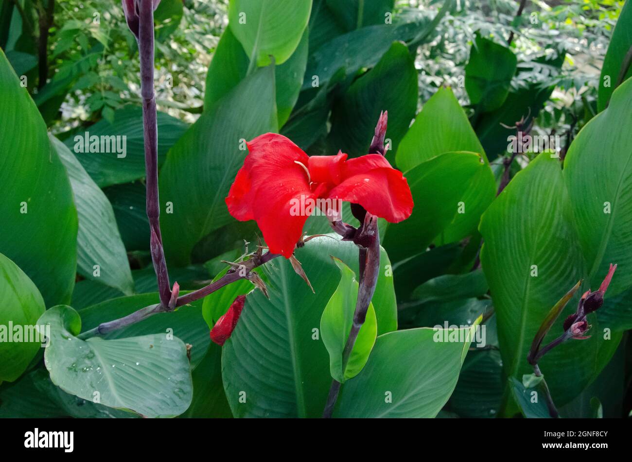 Selective focus on CANNA LILY OR CANNA MISS OKLAHOMA flower and green leaves in the park in morning sunshine. Stock Photo