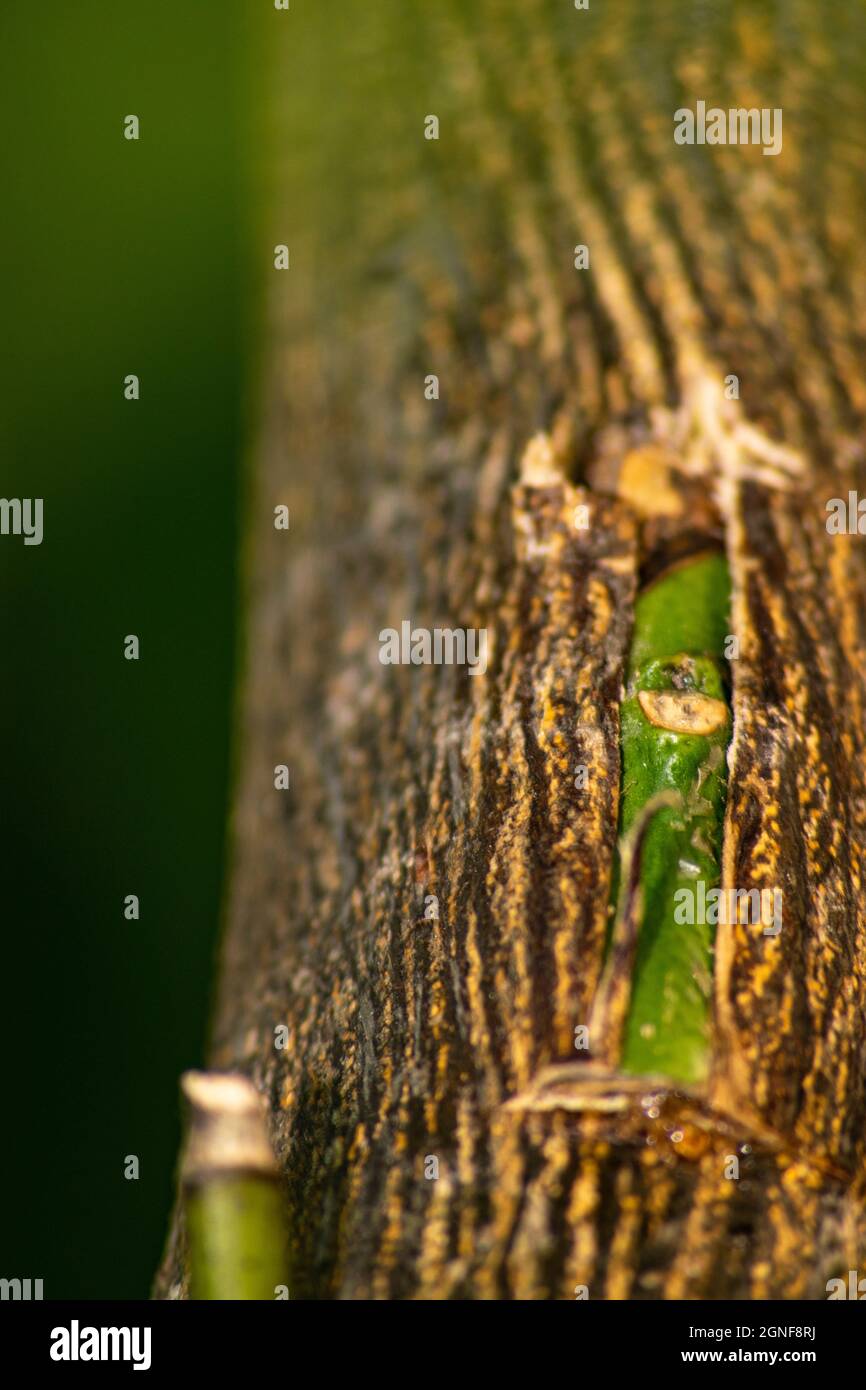 Grafting citrus trees with the patch bud propagation of citrus trees