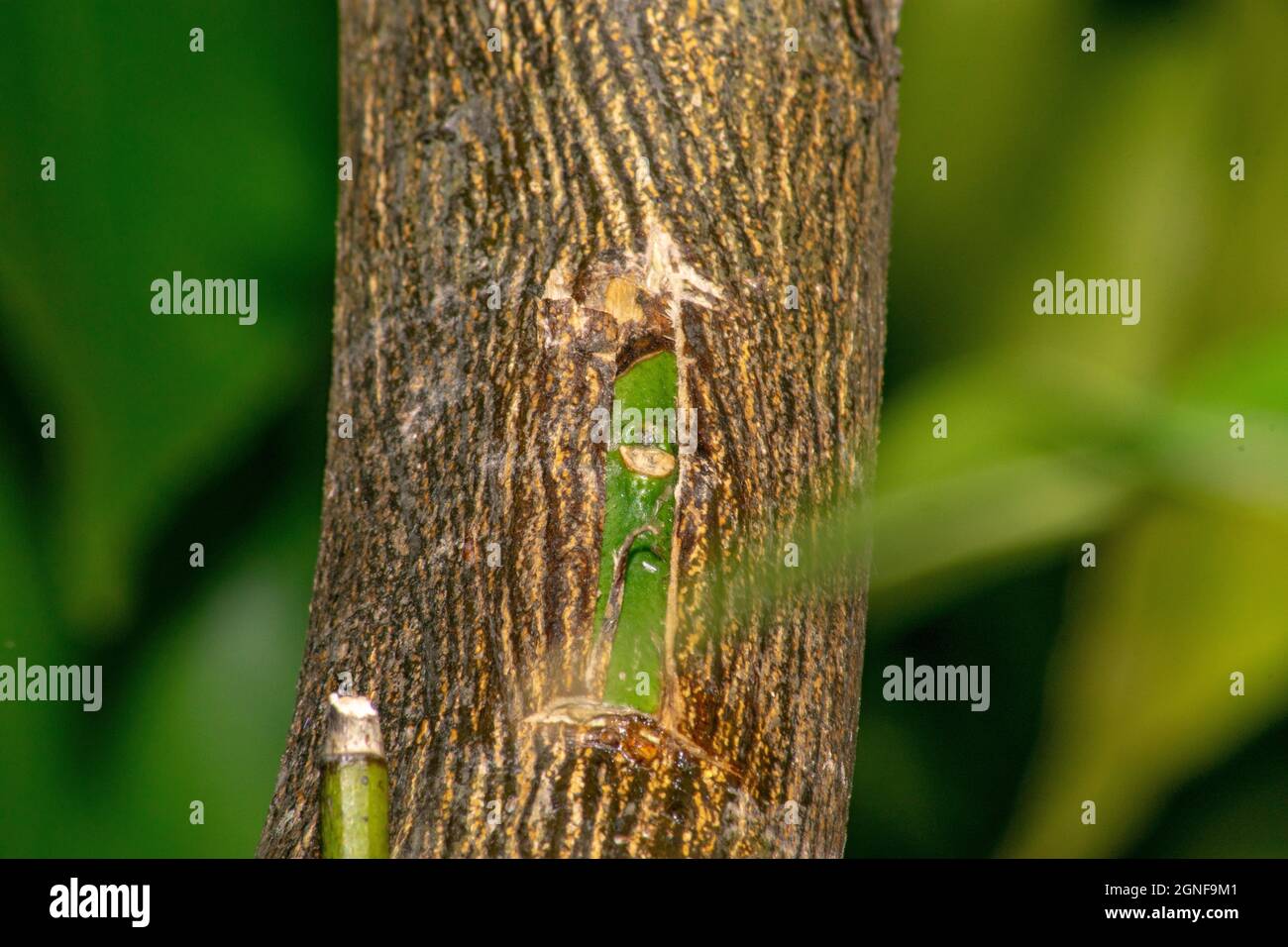 Grafting citrus trees with the patch bud propagation of citrus trees